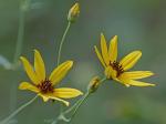Coreopsis tripteris L.