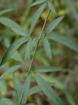 Coreopsis tripteris L.
