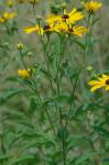 Coreopsis tripteris L.