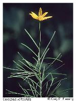 Coreopsis verticillata L.