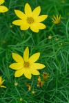 Coreopsis verticillata L.