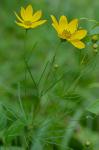 Coreopsis verticillata L.