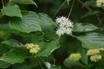 Swida alternifolia (L.f.) Small