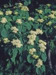 Swida alternifolia (L.f.) Small
