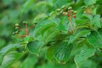 Swida alternifolia (L.f.) Small