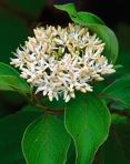 Swida amomum (P. Miller) Small