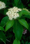 Swida amomum (P. Miller) Small