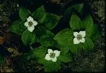 Chamaepericlymenum canadense (L.) Ascherson & Graebner