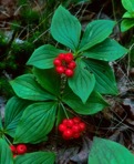 Chamaepericlymenum canadense (L.) Ascherson & Graebner