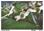 Benthamidia florida (L.) Spach