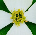 Benthamidia florida (L.) Spach