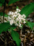 Swida foemina (P. Miller) Rydberg