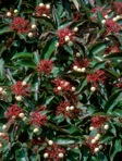 Swida racemosa (Lamarck) Moldenke