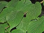 Swida rugosa (Lamarck) Rydberg