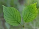 Swida rugosa (Lamarck) Rydberg
