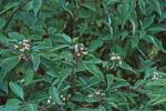 Swida sericea (L.) Holub