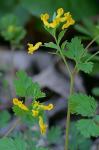 Corydalis flavula (Raf.) DC