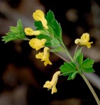 Corydalis flavula (Raf.) DC