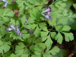 Corydalis incisa (Thunb.) Pers.