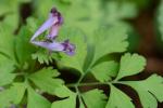 Corydalis incisa (Thunb.) Pers.