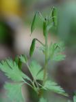 Corydalis incisa (Thunb.) Pers.