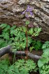 Corydalis incisa (Thunb.) Pers.