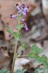 Corydalis incisa (Thunb.) Pers.