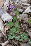 Corydalis incisa (Thunb.) Pers.