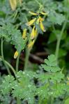 Corydalis orthopoda Hayata