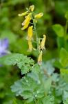 Corydalis orthopoda Hayata