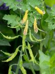 Corydalis orthopoda Hayata