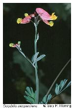 Capnoides sempervirens (L.) Borkh.