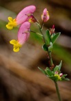Capnoides sempervirens (L.) Borkh.
