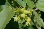 Corylus americana Walt.