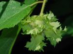 Corylus americana Walt.