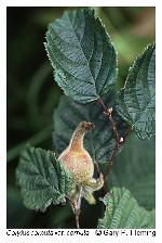 Corylus cornuta Marsh. var. cornuta
