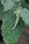 Corylus cornuta Marsh. var. cornuta