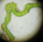 Coscinodon cribrosus (Hedw.) Spruce