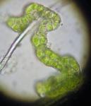 Coscinodon cribrosus (Hedw.) Spruce