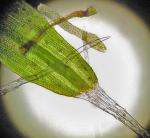 Coscinodon cribrosus (Hedw.) Spruce
