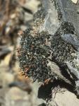 Coscinodon cribrosus (Hedw.) Spruce
