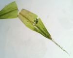 Coscinodon cribrosus (Hedw.) Spruce
