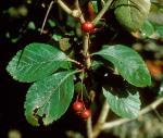 Crataegus ×disperma Ashe