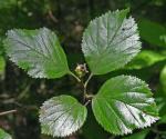 Crataegus ×vailiae Britton