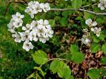 Crataegus aemula Beadle
