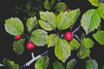Crataegus aemula Beadle