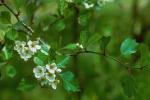 Crataegus aprica Beadle