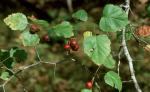 Crataegus beata Sargent