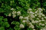 Crataegus berberifolia Torr. & Gray