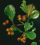 Crataegus berberifolia Torr. & Gray